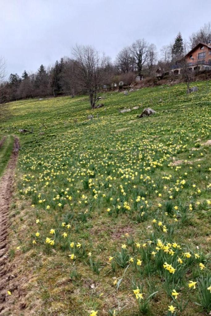 Charmant Gite, Au Calme, Avec Vue Imprenable Sur La Nature Environnante Deycimont Extérieur photo