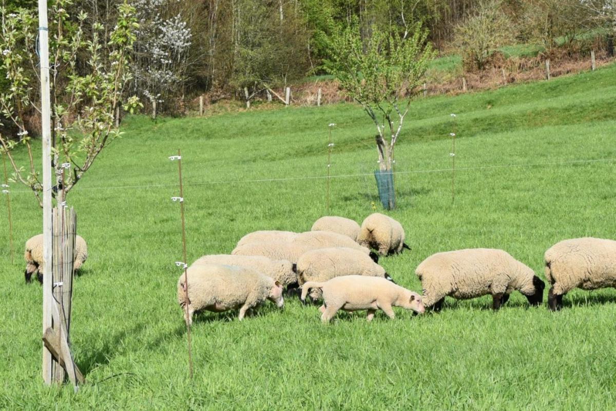 Charmant Gite, Au Calme, Avec Vue Imprenable Sur La Nature Environnante Deycimont Extérieur photo